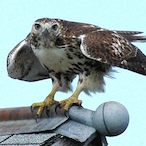 Hawk-Tomahawk's Avatar'