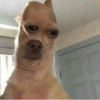 BlueBadger400's Avatar