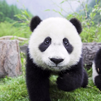 Pandas_are_cute's Avatar'