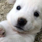ccountryDog's Avatar'