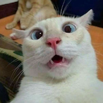 FeIans's Avatar'