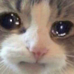 Dogeshi's Avatar'