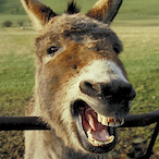 stinky_donkey's Avatar'