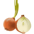 Zwiebel.onion21's Avatar'