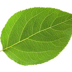 Leaf..'s Avatar'