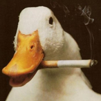 OasisDucks's Avatar'