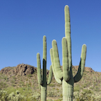 SaguaroCacti's Avatar'