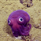 Poop v6396's Avatar'
