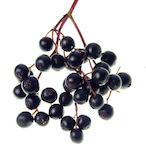ElderberryBall's Avatar'