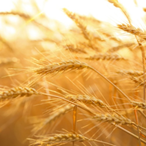 DisarmingWheat's Avatar'