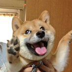 chiaotzuSSG's Avatar'