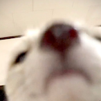 Fenniko's Avatar'