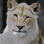 Leonecere_'s Avatar'