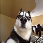 versed_circus29's Avatar'