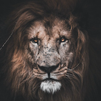 BraveSoul_Lion's Avatar'
