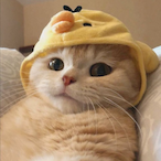 PeekingDark's Avatar'