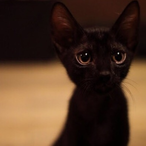 MatrixGGGG's Avatar'