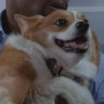 Cheddar.Dog's Avatar'