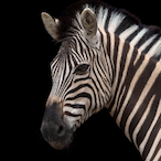 zeebras23's Avatar'