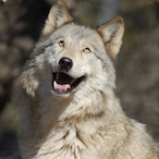 Happy_Wolfy's Avatar'