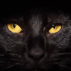 SchwarzeKattze's Avatar'