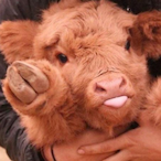 TheSassyCow's Avatar'