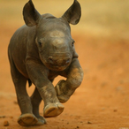 SUPER_Caio's Avatar'