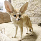 TiffanyV-Ray's Avatar'