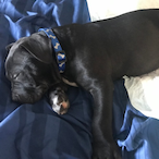 ppreapersvictim's Avatar'