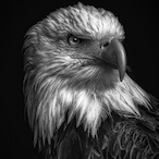 puriniz's Avatar'