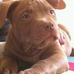 Propuppylover56's Avatar'