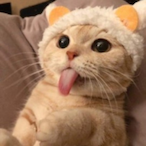 bennybungster's Avatar'