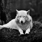 ALL4ONEGAM3R's Avatar'