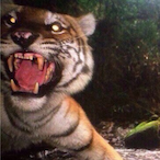MoreShmali's Avatar'
