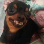 Fui.FlyingDutch's Avatar'