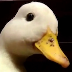 i-can-quack-'s Avatar'