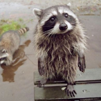 oOTrashPandaOo's Avatar