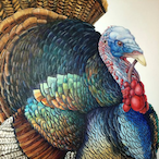 AbserdTheTurkey's Avatar'
