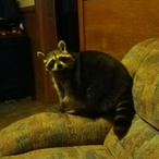 DeformedPEST's Avatar'