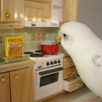 KableKiB-TTV's Avatar