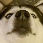 XxKMS_IRLxX's Avatar'