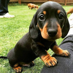 SausageDoogy123's Avatar'