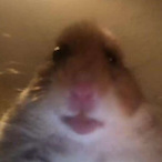 PrecastFir197's Avatar'