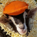 commandzac45's Avatar'