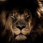 RockZTwo's Avatar'