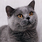 Flauschikatze1's Avatar'