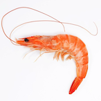 ShrimpMeat1738's Avatar'