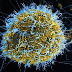 Positive_EBOLA's Avatar'