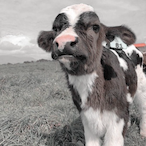 SaveCows's Avatar'