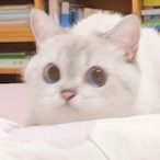 Wo.Shi.Yuan.Pi's Avatar'